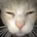 Стикер НеКэт