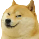 Shiba Memes