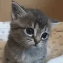Стикер улюблені