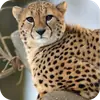 Стикер Животинки
