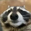 Енот