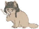 котики