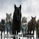 Стикер Волчья Стая