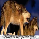 Стикер Волчья Стая