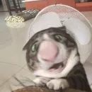 выпукиваем котов