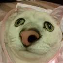 Стикер выпукиваем котов