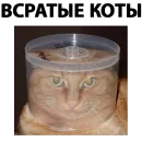 Всратые Коты