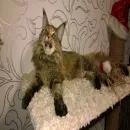 Стикер Всратые Коты