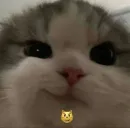 Стикер Cats memes