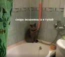 котики