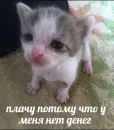 Стикер котики