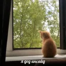 Стикер котики
