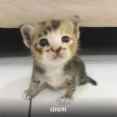 Стикер котики