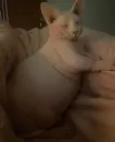 Стикер кошечка гламурная