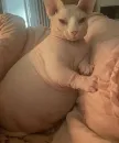 Стикер кошечка гламурная
