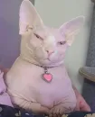 Стикер кошечка гламурная