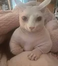 Стикер кошечка гламурная