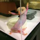 Стикер Ящерица