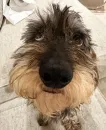 Стикер умирание