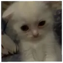 Стикер юбочка чулочки я чвк фембойчик)))