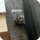 Yuki