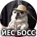 За мат извини