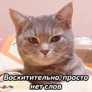 Бабские стикеры