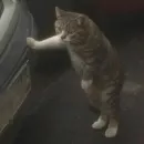 Стикер Fable