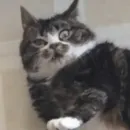 Стикер Fable