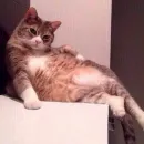 Стикер Fable
