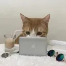Стикер Fable