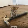 Стикер дизмилейт